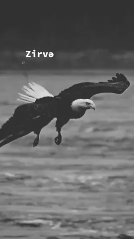 Zirvə.Muğayat olun