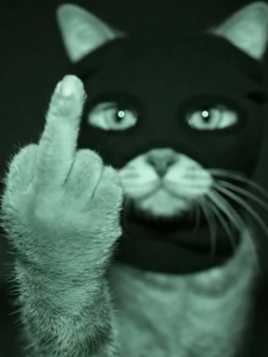The bandit kitten under the surveillance video is greeting you.#cute #fyp #kittycat 