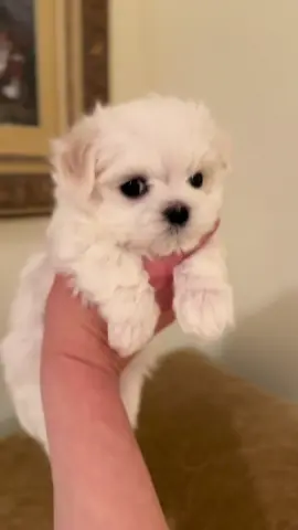 Reserve your furbaby now! DM @cloud_pupmaltese on instagram for more info #maltese #dogsoftiktok #dogtok #puppies #cute #white #whitedogs #2025 #AKC #ethicalbreeder #teacup 