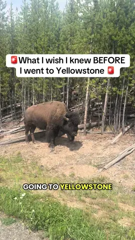 What I wish I knew before visiting Yellowstone 🥲 Save this for your trip! #YellowstoneTips #NationalParks #MomLifeOnTheGo #TravelTips #NationalParks #TravelTips