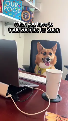 🚨 There’s a new Simon Teen puppy coworker in town 🚨 #simonteen #officedog  