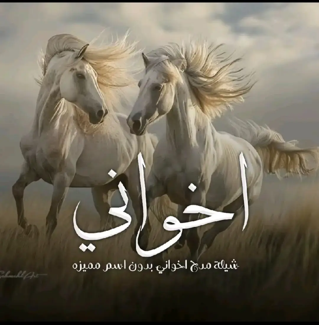 #شيلة_اخواني #شيلة_ياسلام_الله_عليكم #شيلة_حماسية #شيلة_بالاسم 