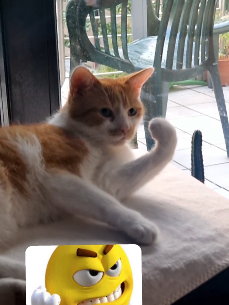 #fyp #fürdich #dortmund #car #cat 