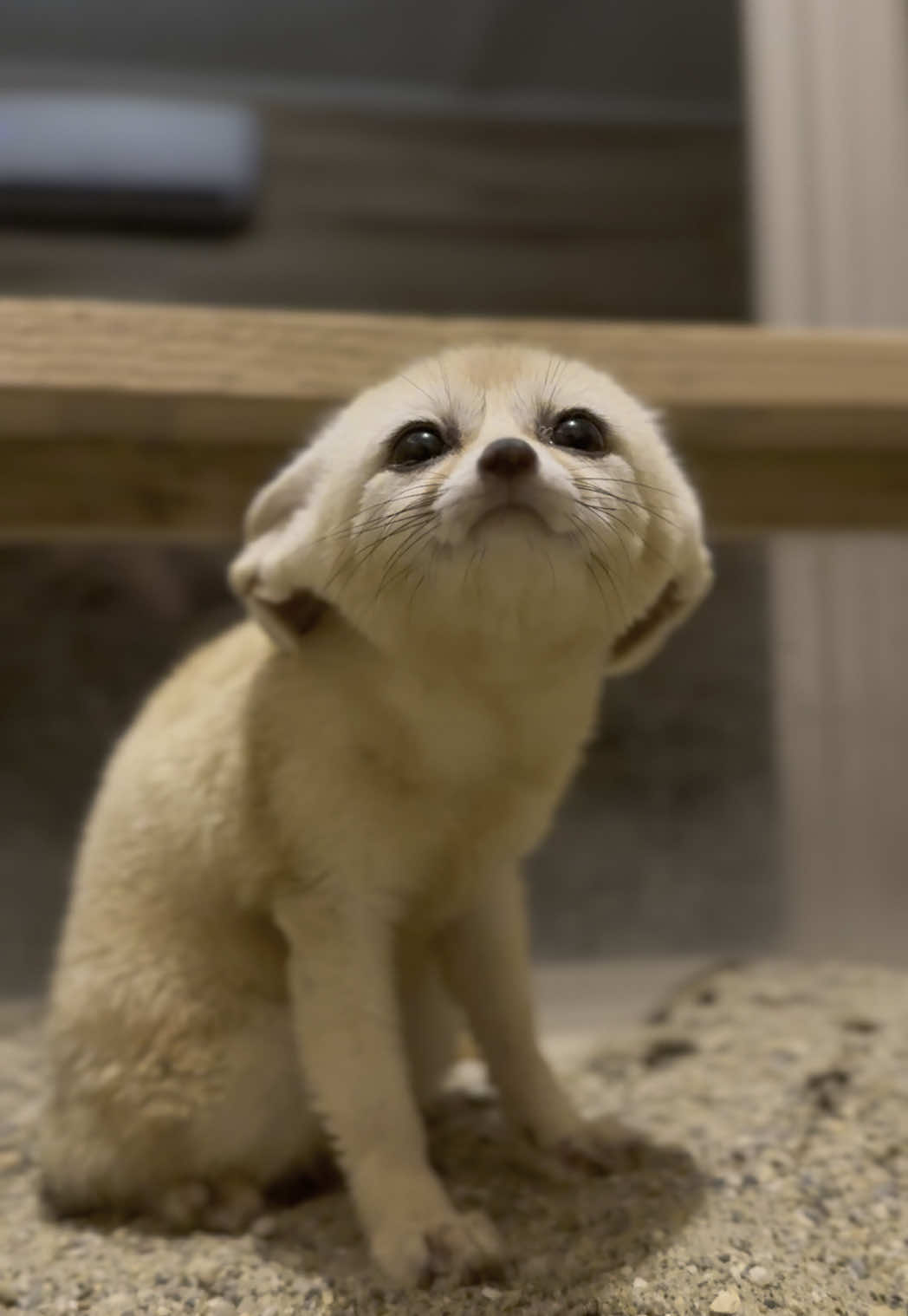 The attempted jump scare though 🥹😂. How are they even real?!  #wildlife #rescue #fennec #fox #cute #animals #nonprofit 
