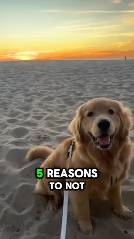 #goldenretriever #goldenretrieverlife #goldendoodle #goldenretrieverpuppy 