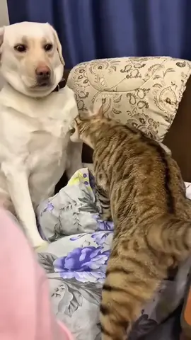 When cats decide they're the boss... even the dogs know better! 🐱🥊🐶 #CatVsDog #FunnyPets #CatFight #DogReacts #PetComedy #FurryDrama #CatsRule #TikTokPets #EpicPetBattle #AnimalComedy