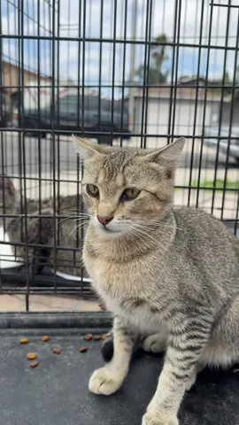 “esto pescando” this is how we capture the neighborhood cats so we can spay and neuter them 😅 . . . . . .  #vetmed #vetlife #workbestie #officehumor #fyp #sandiego #bonus #workbonus #workinghardorhardlyworking #worklife #spay #neuter #spayandneuter #serenade #vethospital #vet #animalcare #animallife #animallover #dayinthelife #PetsOfTikTok #neuter #spay #fyp #parate #tiktokpets