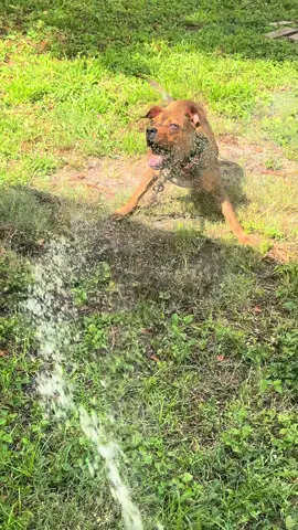 #dogcommunityfyp #runyourdogsnotyourmouth #gamebredapbt #americanpitbullterrier #pitbullsoftiktok 