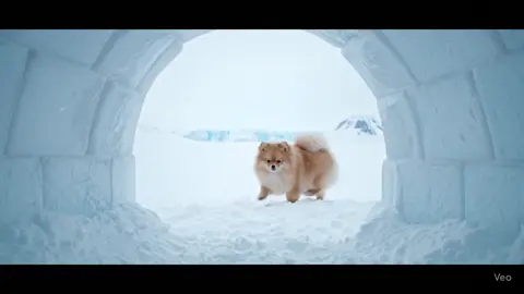 despertando en la nieve 🥰 #ice #iglu #frio #pomerania #pomeranian #dog