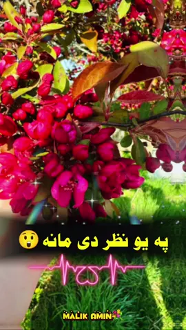 #CapCut #fypシ #پشتون_تاجیک_هزاره_ازبک_زنده_باد🇦🇫 #viral #tiktok 