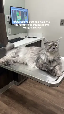 He knows he’s cute and flirts with the ladies for all the treats😽 #fyp #mainecoon #mainecoonsoftiktok 