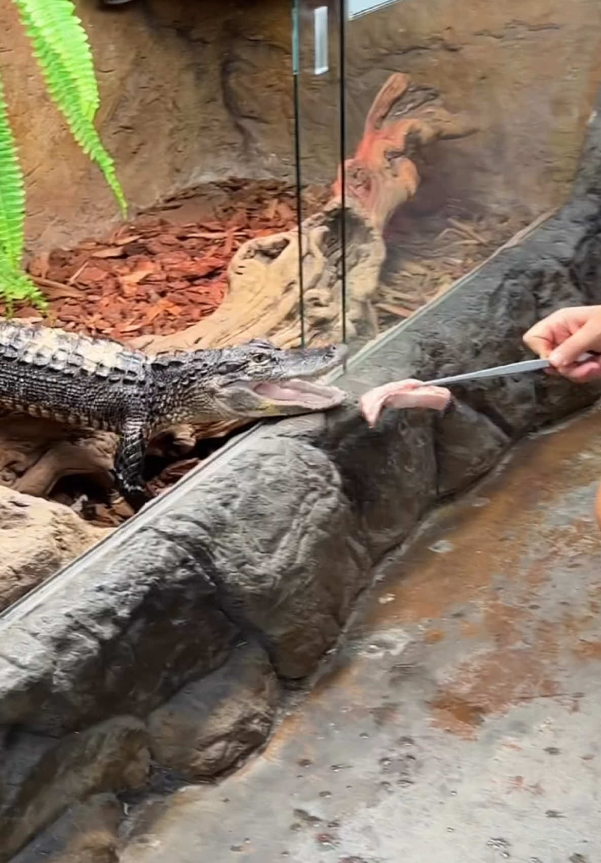 Feeding this sweet little gator was the highlight of my day! 🐊💚 She might be small, but she’s full of energy and attitude😅 so wild and cute in her little enclosure! 😍 From her quick snaps to those curious eyes, it’s amazing to see how fierce these little ones can be🙌 Just wait till she grows up!👀