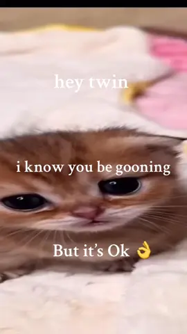 But It’s Oke👌 #cattok #fy #cat #fyp #catvideo #juggtok