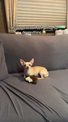 Emmy ready to go 😂 #fyp #fypシ #foryou #parati #lol #dog #doggo #dogs #dogsoftiktok #dogtok #dogmeme #meme #pet #pets #PetsOfTikTok #chihuahua #chihuahuastiktok #chihuahuas #viral #blowthisup #trashygas #emmy #gio 