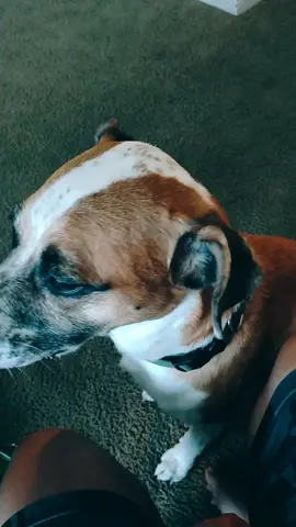 a girl and her dog