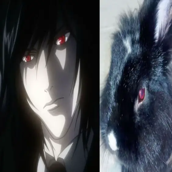 I’m happy that deathnote is back on Netflix #deathnote #ryuk #kira #lightyagami #L #misaamane #fyp #deathnoteedit #bunny #cute #anime #manga 