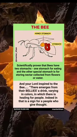 The Bee#Islam#Muslim