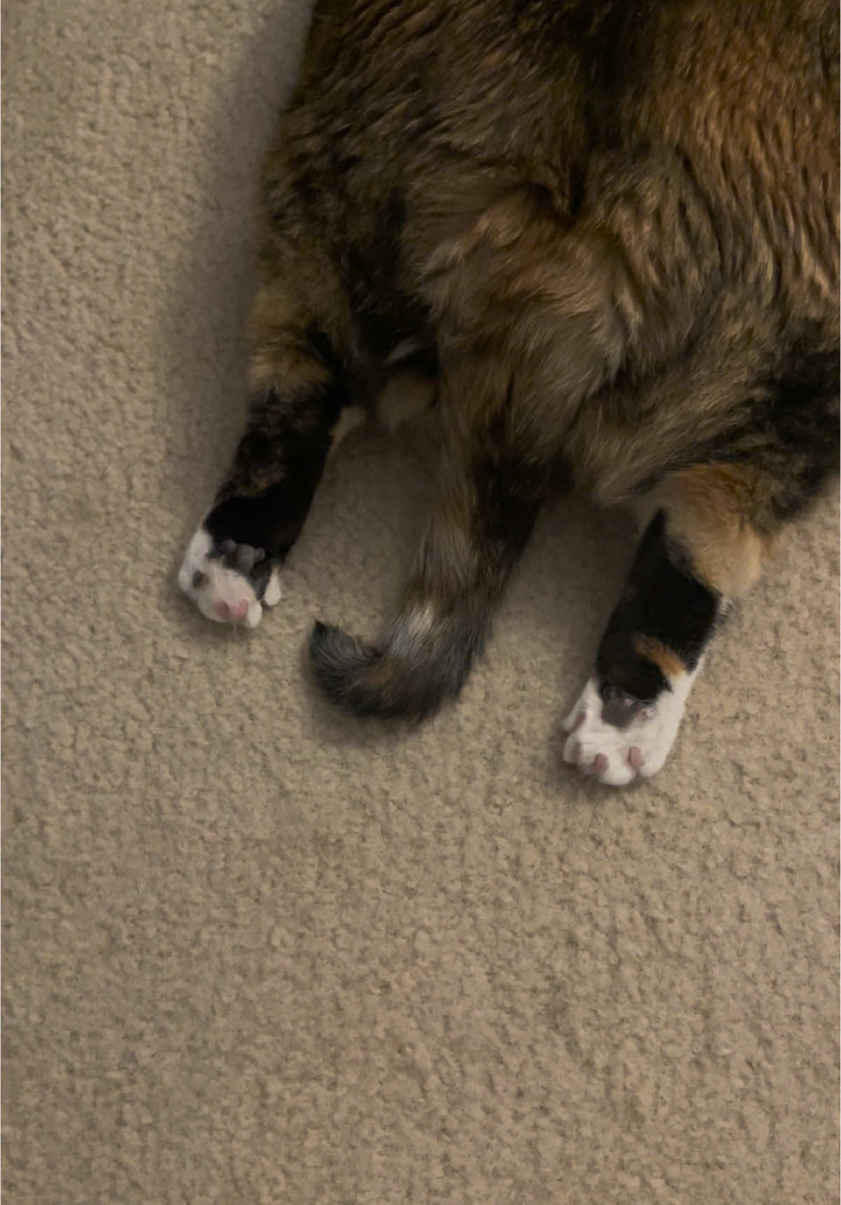 Tell Bean her feet are cute rn 😠🐈‍⬛🤍 #foryou #fyp #foryoupage #cat #cats #cattok #catsoftiktok #animallover 