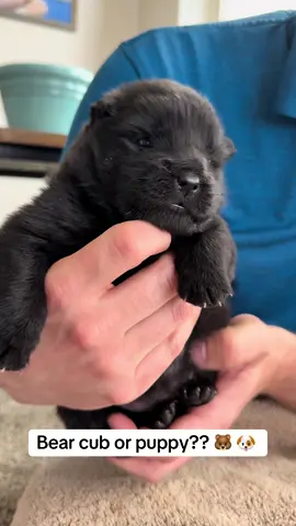 Tiny bear cub in a puppy costume 