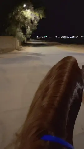 ما شاء الله 🥺🤎. #اصيل #خيل_وخياله🐎 #القصيم #بريده #الربيعيه🖤👑 #tiktok 