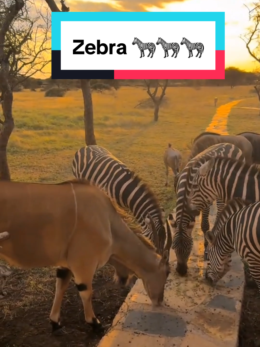 Stripes on stripes #internationalzebraday #wildlife #conservation #sdzsafaripark 