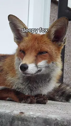 whos your favourite animal crossing villager? mine is goldie and wolfgang! #animalsoftiktok #animal #fox #foxesoftiktok #wildlife #animals #foxes 