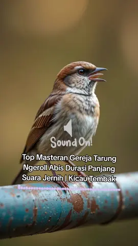 Top Masteran Gereja Tarung Ngeroll Abis Durasi Panjang Suara Jernih | Kicau Tembak#BurungTikTok #kicauan #masteranburung #masterangerejatarung 