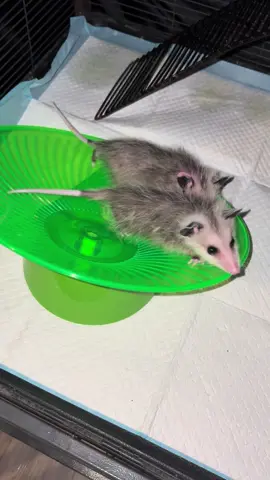 Why take turns when you can exercise together? #fortyacrewoodct #fortyacrewoodwildliferescue #wildliferehabilitation #wildliferehab #wildliferehabilitator #wildliferehabber #wildliferescue #opossum #opossums #virginiaopossum #rescuerehabrelease #fyp #foryoupage #foryoupageofficial 