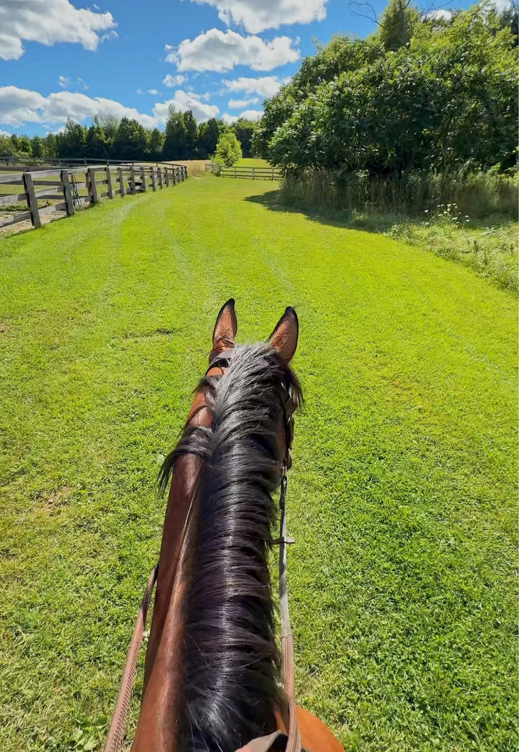 i hope summer lasts forever #equestrian #horse 