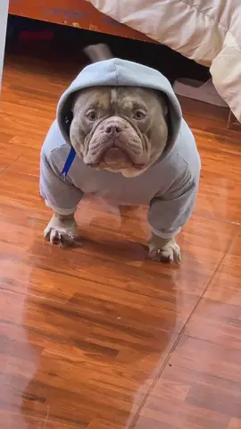 Y eso q hago dieta 🥲 #viper #perrotiktoker #microexoticbully #bully #mascota #bebeperruno #lamole #veneno #famoso #tiktoker #
