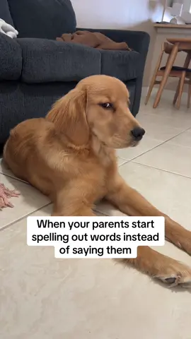 So annoying😤 #goldenretriever #goldenretrieverlife #goldenretrieverpuppy #puppiesoftiktok #puppylife #dogsoftiktok #dog #dogmom #dogparents 