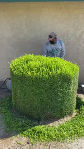 #garden #gardening #clean #cleaning #asmr #fyp 