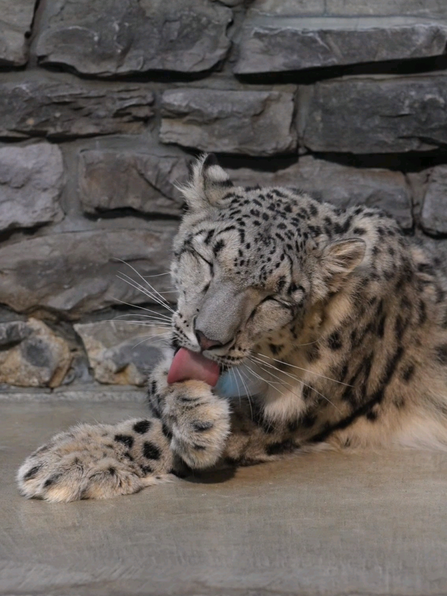 ユキヒョウはちょっぴり大きいだけのただのニャンコ🐱💕 ⁡ ⁡#いしかわ動物園⁡ ⁡ #ユキヒョウ ⁡ ⁡ #ヒメル 