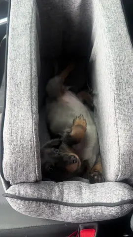 THE CUTEST PIE IN THE OVEN #doxie 