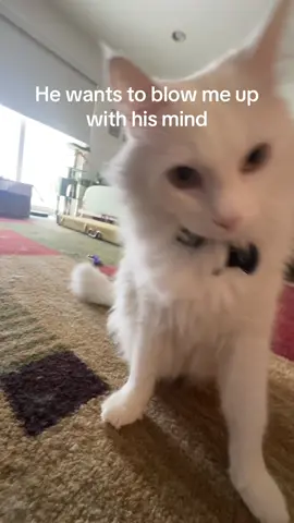 I need to clean my room🤯🤯 #cats #nimbus #cat 