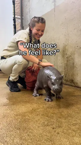 What does a Pygmy Hippo feel like? #babyhippo #hippobaby #hippo #mars 