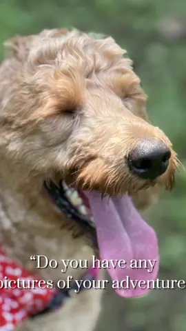 #CapCut Beat job ever! Does your dog have this much fun?