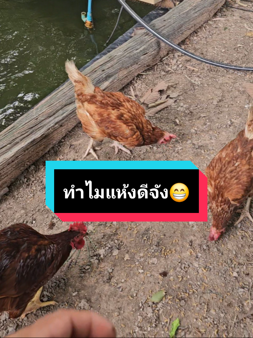 ตอบกลับ @n.t_nat  ทำไมแห้งดีจัง...😁 #BSF #blacksoldierfly  #หนอนโปรตีน #อาหารสัตว์  #อาหารไก่ลดต้นทุน  #อาหารปลาลดต้นทุน  #อาหารกบแบบธรรมชาติ 