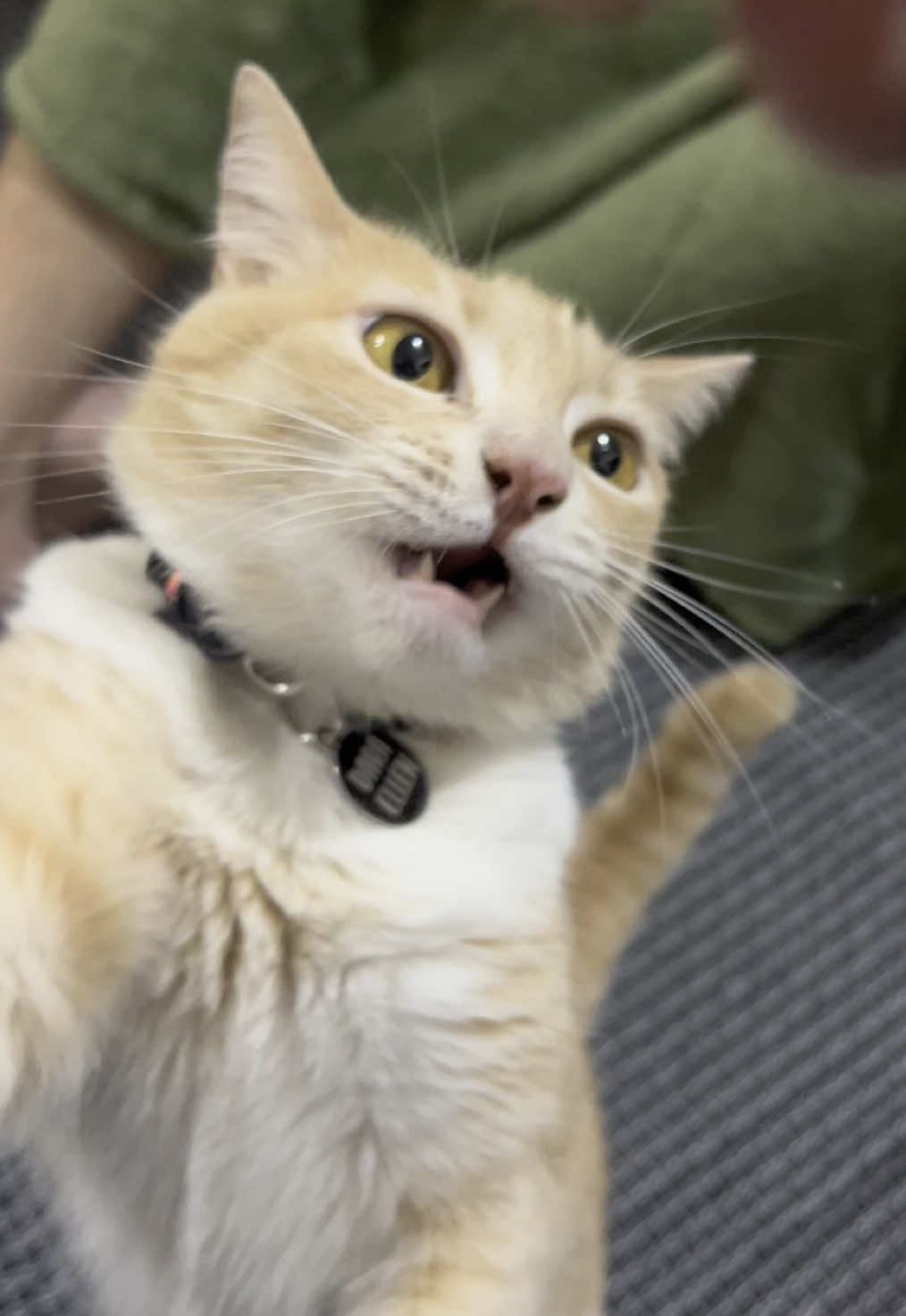 TA MORTA DE FOME #gatos #gatostiktok #fyp 