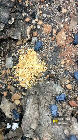 Lunchie Munchie!  Blue death feigning beetles. #bdfb #microfauna  #isopods  #beetles  #beetlejuice 