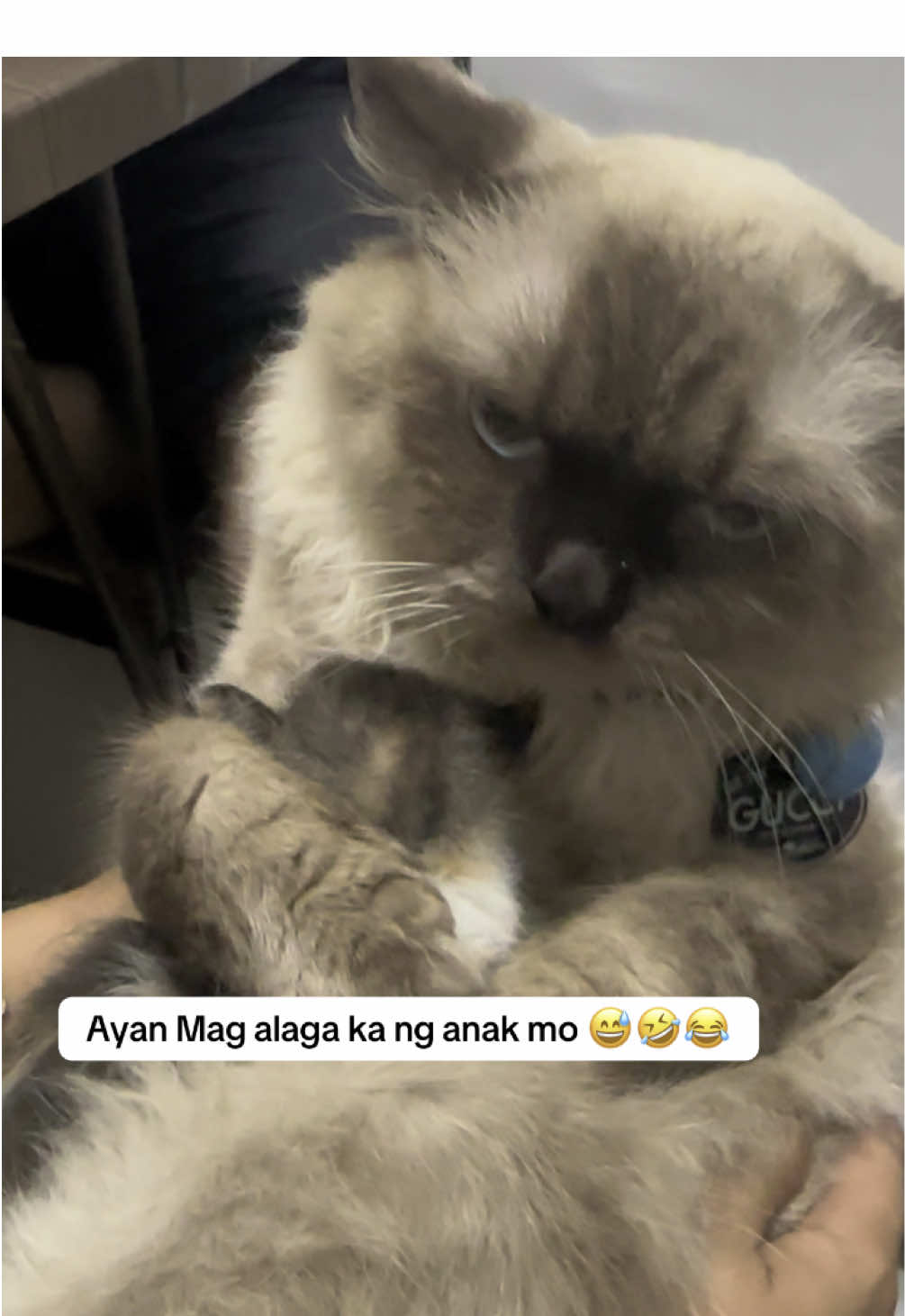 Uulit kapaba?  😂🤣  #cat #kitten #cute 