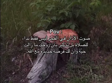 أبدا يومك بركعتين🤍#fyp #صلاة_الفجر #قران_كريم #الصلاة 