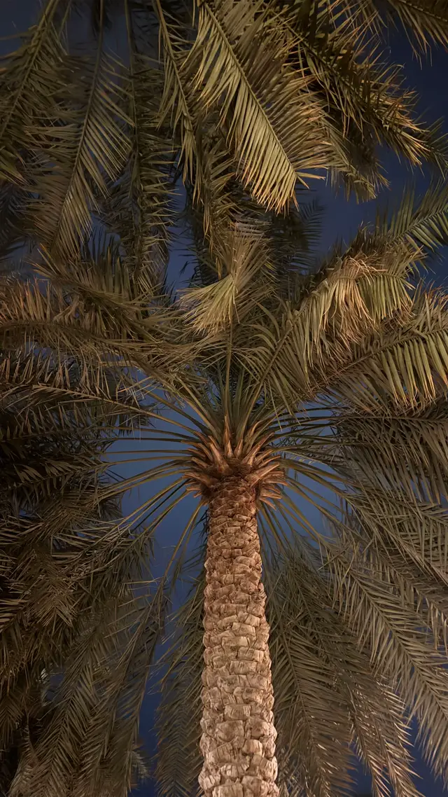 #alahsaa #explore #الاحساء #fyp 