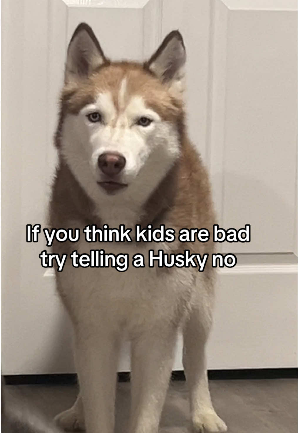 The foot stomp 😂. Huskies are just different. #HuskyLife #HuskyLove #husky #huskysoftiktok #worldsokayestdogs 