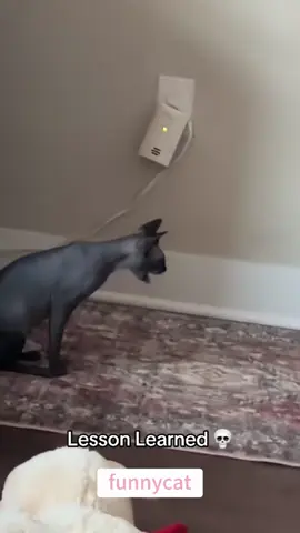 #funny #pets #cats #fyp 