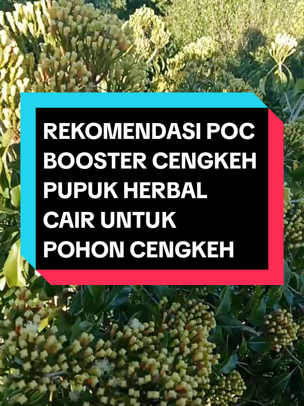 REKOMENDASI POC BOOSTER CENGKEH #pocboostercengkeh #pupukcengkeh #cengkeh #petanicengkeh #cengkehindonesia #creatorsearchinsights #fyp 