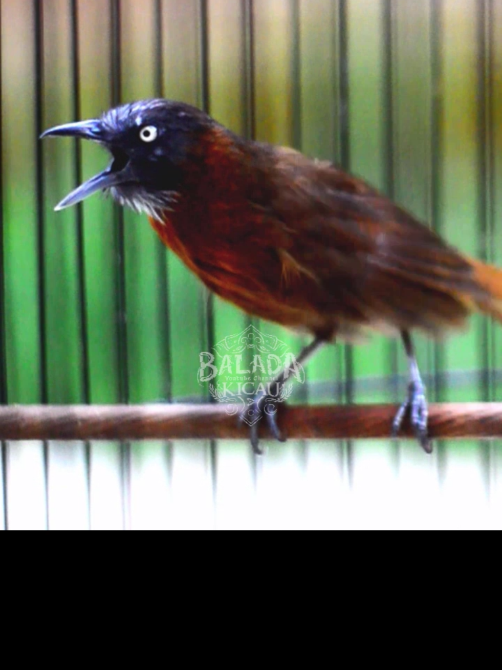 TEPUS KEPALA ABU NEMBAK PANJANG #bird #kicaumania #fyp #burung #tepus #tepuskepalaabu 