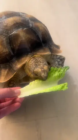 Big crunch energy #tortoise #PetsOfTikTok #asmr #asmrcrunchy #asmrfood #turtle 