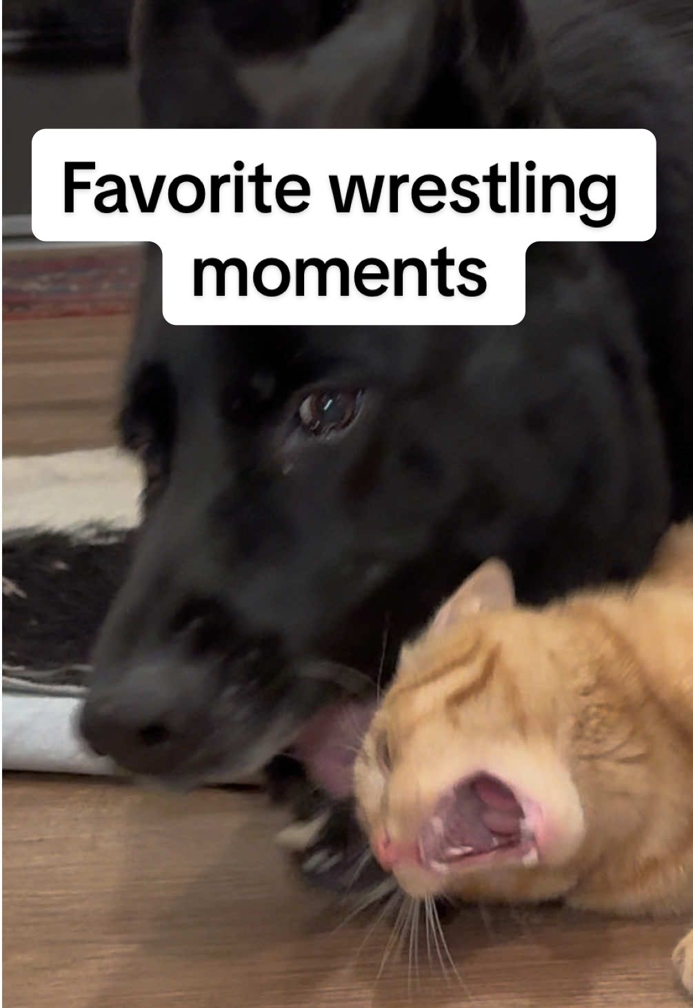 In honor of Peach turning 1 year old this week (July 26) these are a few of my fav wrestling clips. Peach was 5 or 6 months old in some of these. Prepare for me to unload all the kitten wrestling footage I found lol