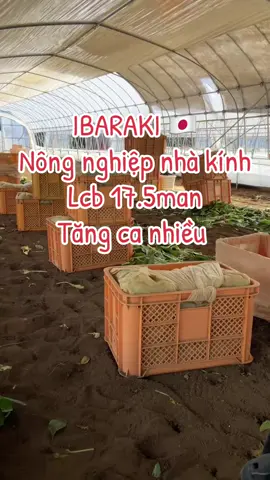 Nông nghiệp Ibaraki 🇯🇵#nhatbanchotoinhe♥✈️✈️🇯🇵 #xkldnhatban_uytin #xkldnhatban 